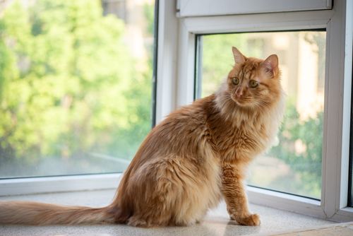 Free A ginger Maine Coon cat with a fluffy coat sitting by a window, looking outside. Stock Photo