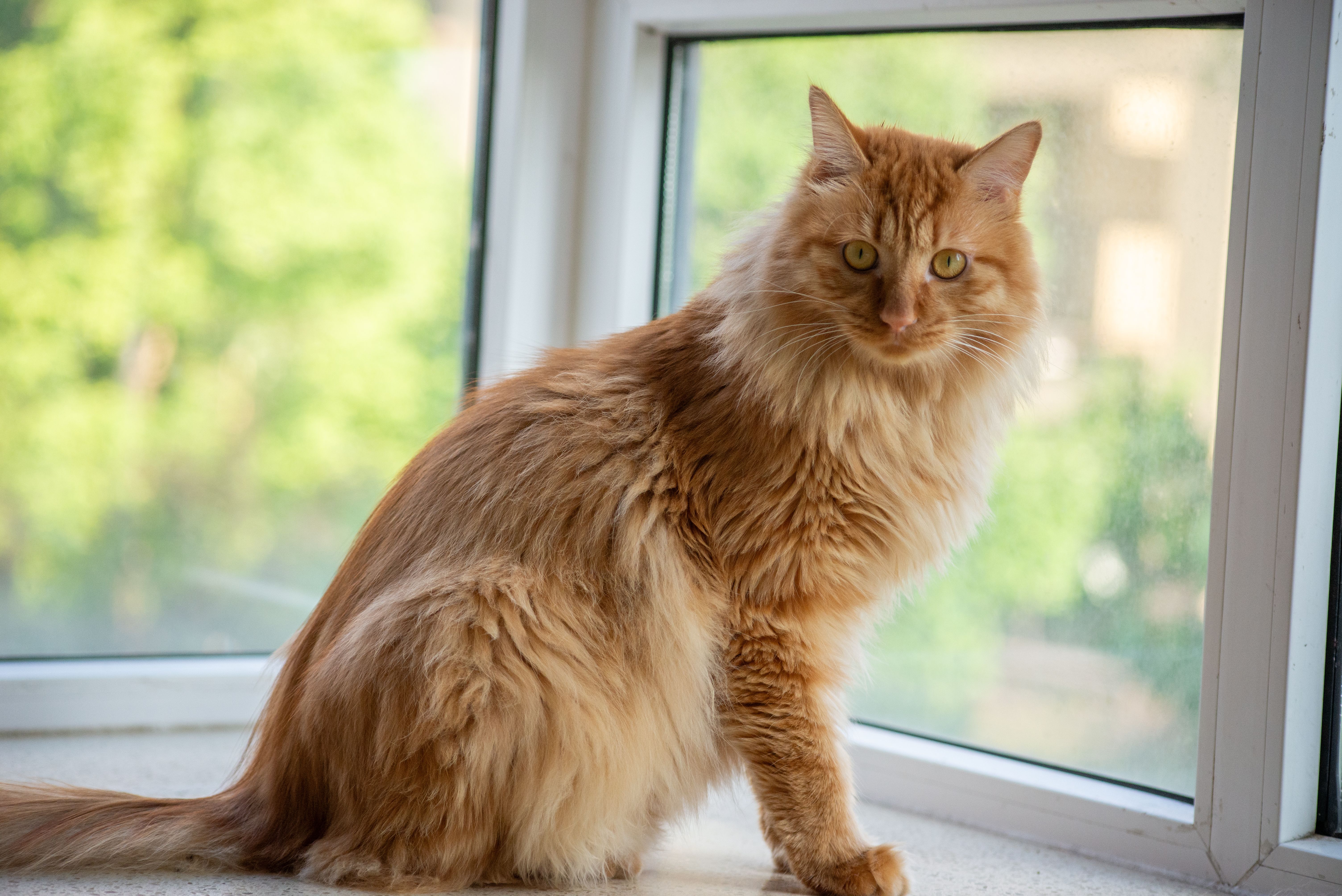 American Bobtail