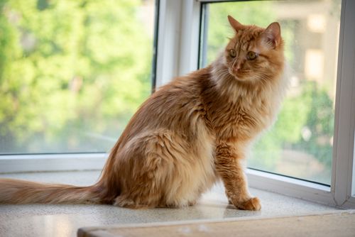 Free A fluffy ginger Maine Coon cat looking out a sunny window with greenery outside. Stock Photo