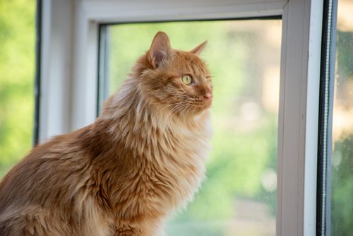 Free An orange Maine Coon cat sits by a window, looking outside with curiosity and wonder. Stock Photo