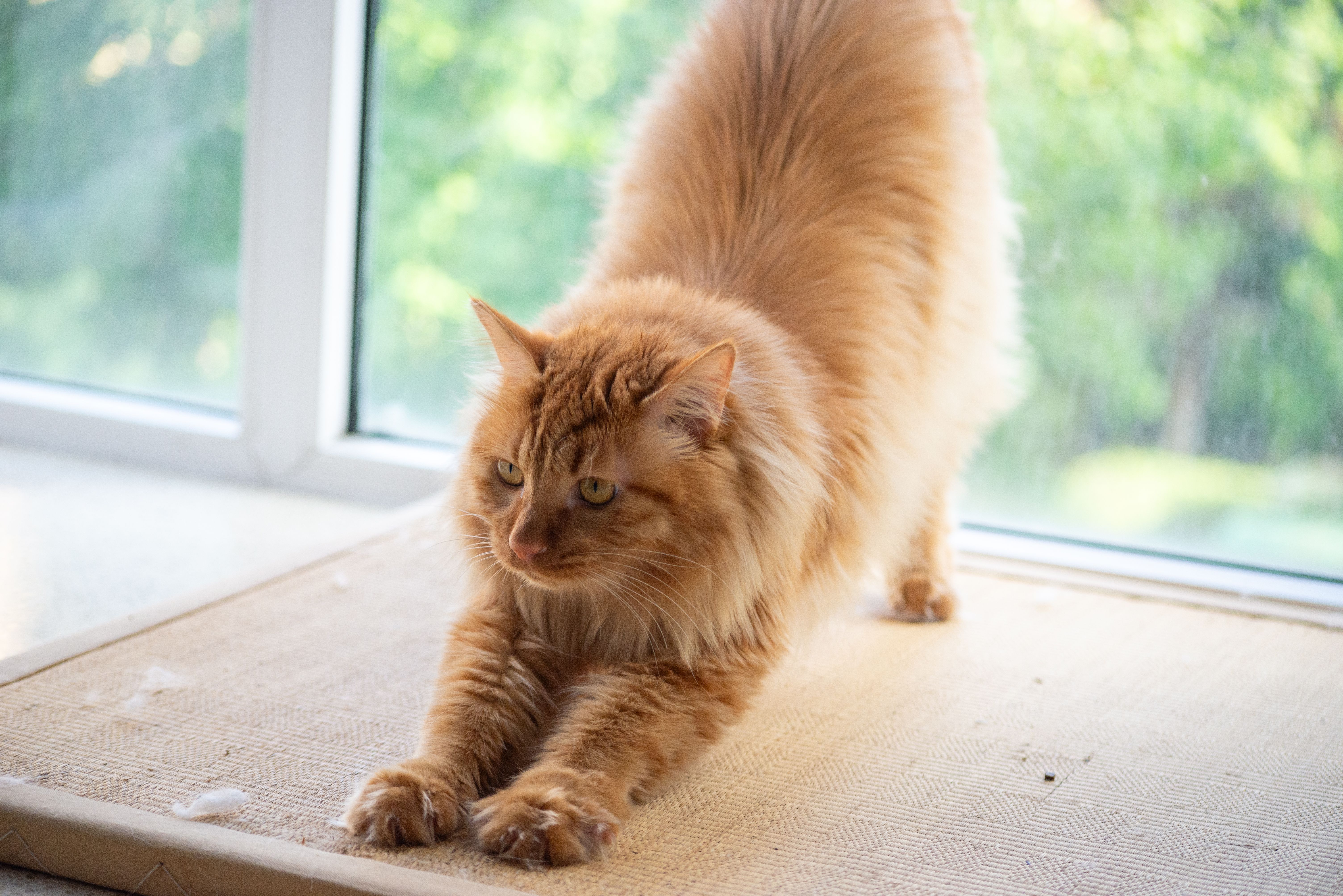 Best Grain-Inclusive Cat Food for Coat Health (2026) – Vet-Recommended Nutrition That Supports a Shiny, Healthy Fur