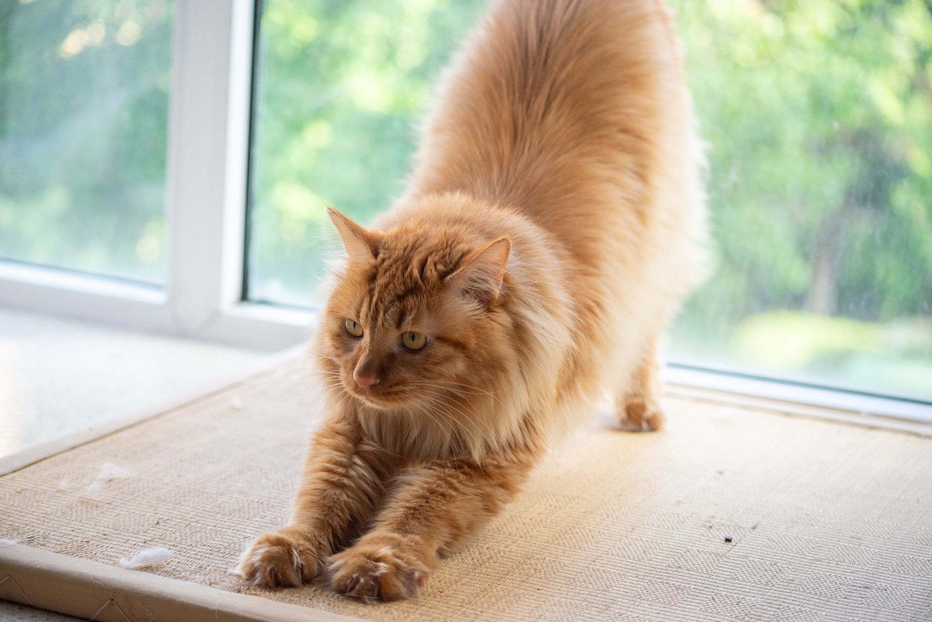 Best Grain-Inclusive Cat Food for Coat Health (2026) – Vet-Recommended Nutrition That Supports a Shiny, Healthy Fur
