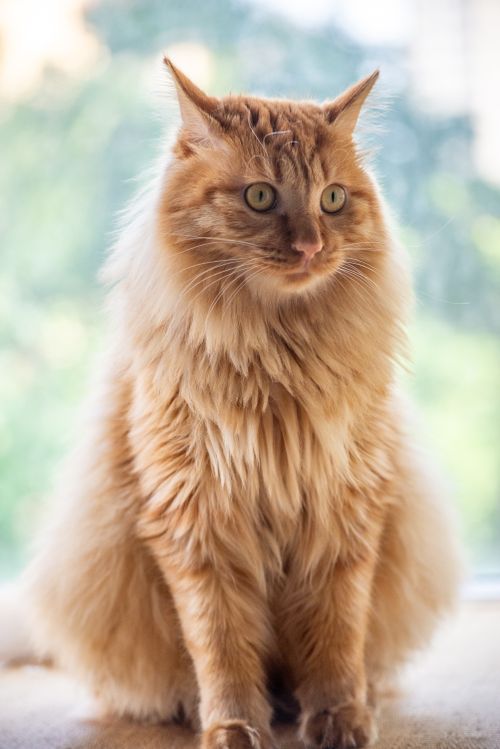 Free Close-up of a fluffy orange tabby cat sitting by a window, exhibiting a majestic pose with soft, warm lighting. Stock Photo