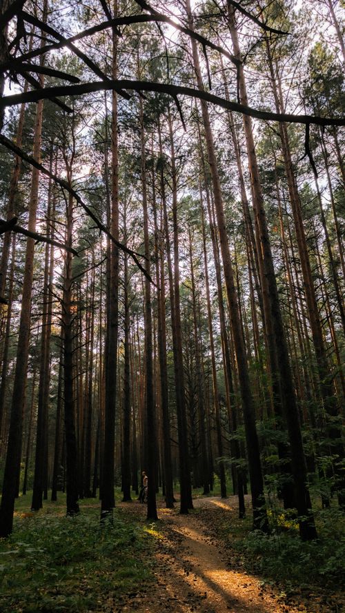 Free A tranquil path winds through a sunlit forest, creating a peaceful natural scene. Stock Photo
