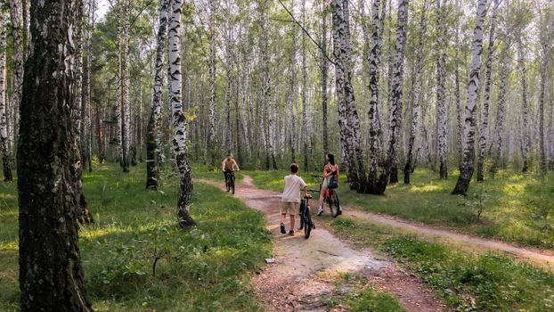 A group of people cycling through a serene birch forest pathway in summer.