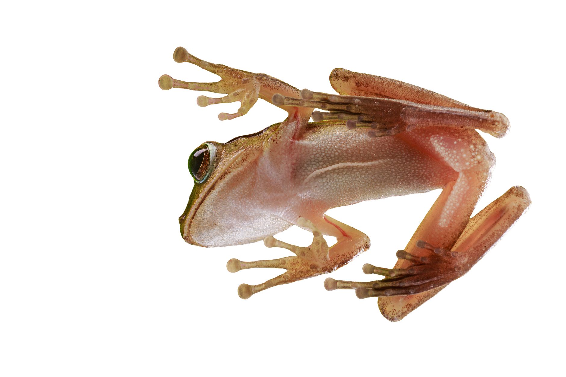 High-resolution image of a glass frog showcasing its translucent skin against a white background.