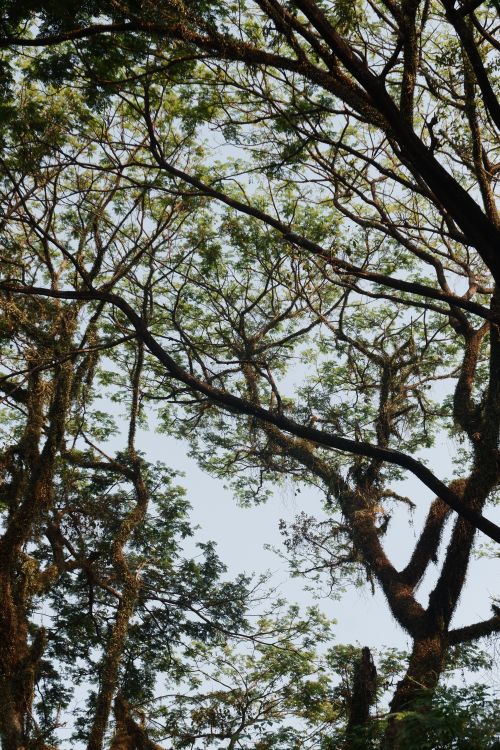Free A serene view of tall tree branches extending against a clear sky, capturing nature's tranquility. Stock Photo
