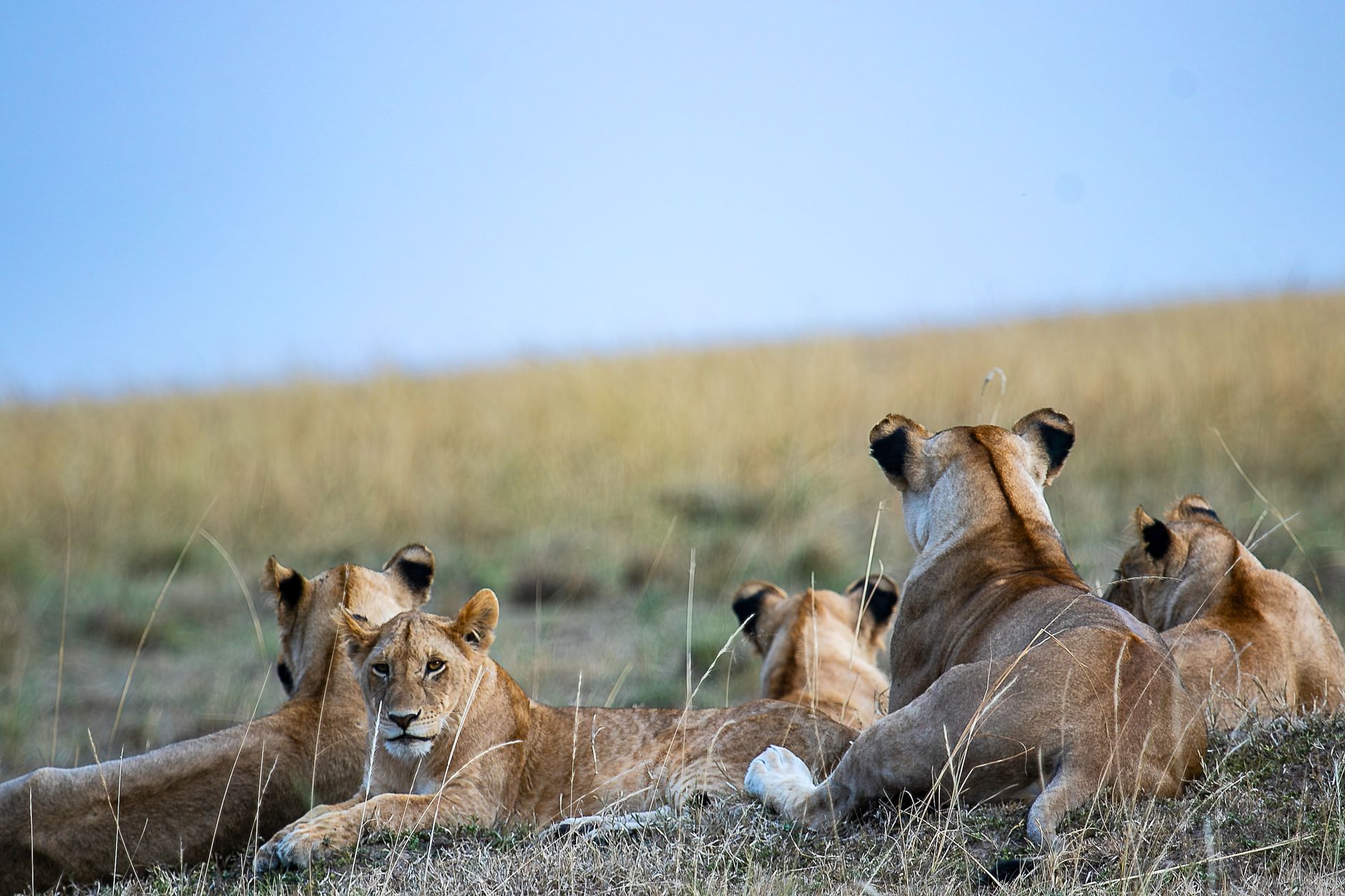 Group of lions relaxing in the savannah landscape under a clear blue sky.