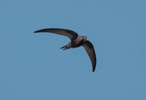 Free A swift bird captured in mid-flight against a seamless blue sky, showcasing its elegant wingspan. Stock Photo