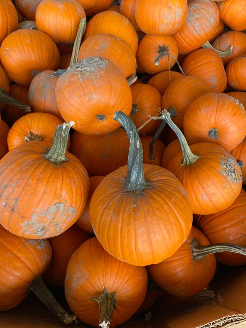 Free A vibrant collection of fresh orange pumpkins ideal for autumn harvest themes. Stock Photo