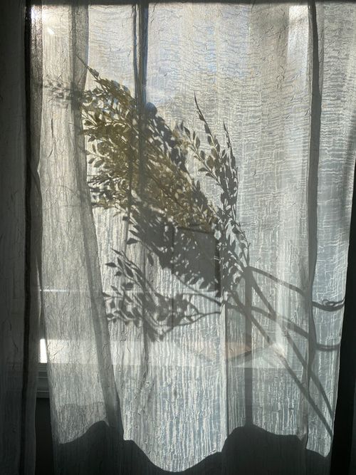 Free Artistic shadow of a plant silhouette cast on a sheer curtain, creating an abstract and serene indoor scene. Stock Photo