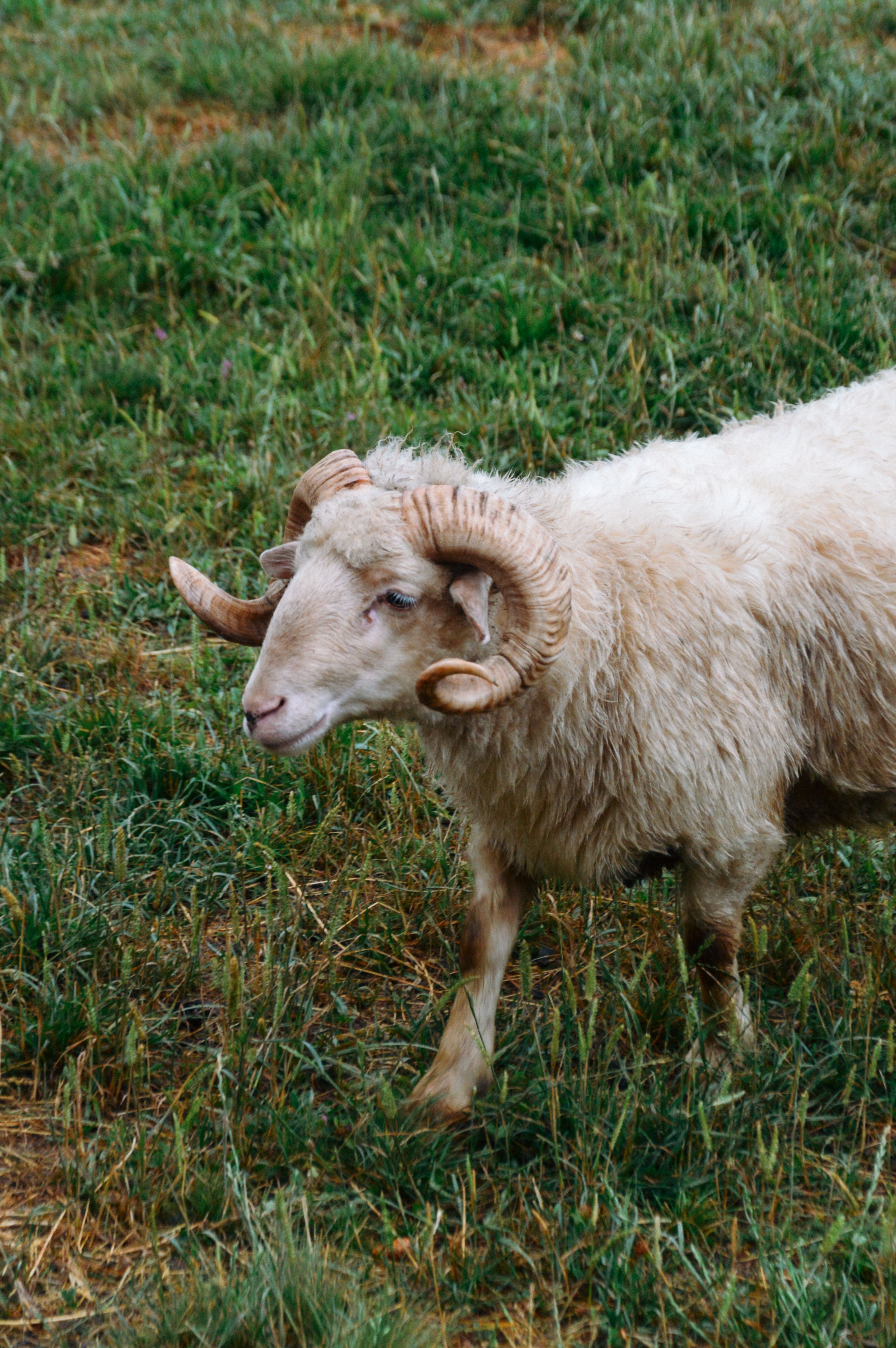 A stunning ram with spiraled horns grazing in a green field in Ivano-Frankivsk, Ukraine.
