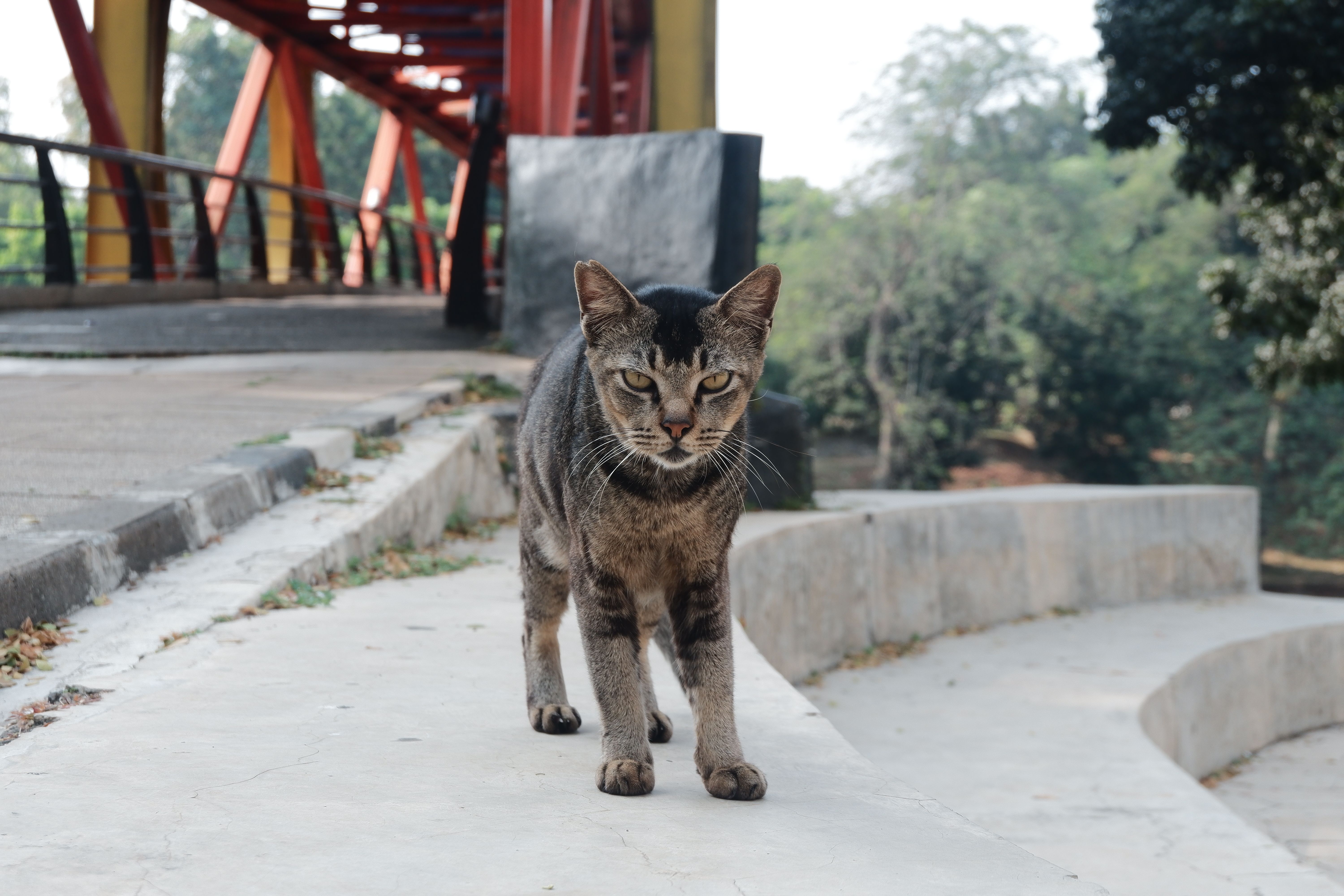 Veterinary care for a cat
