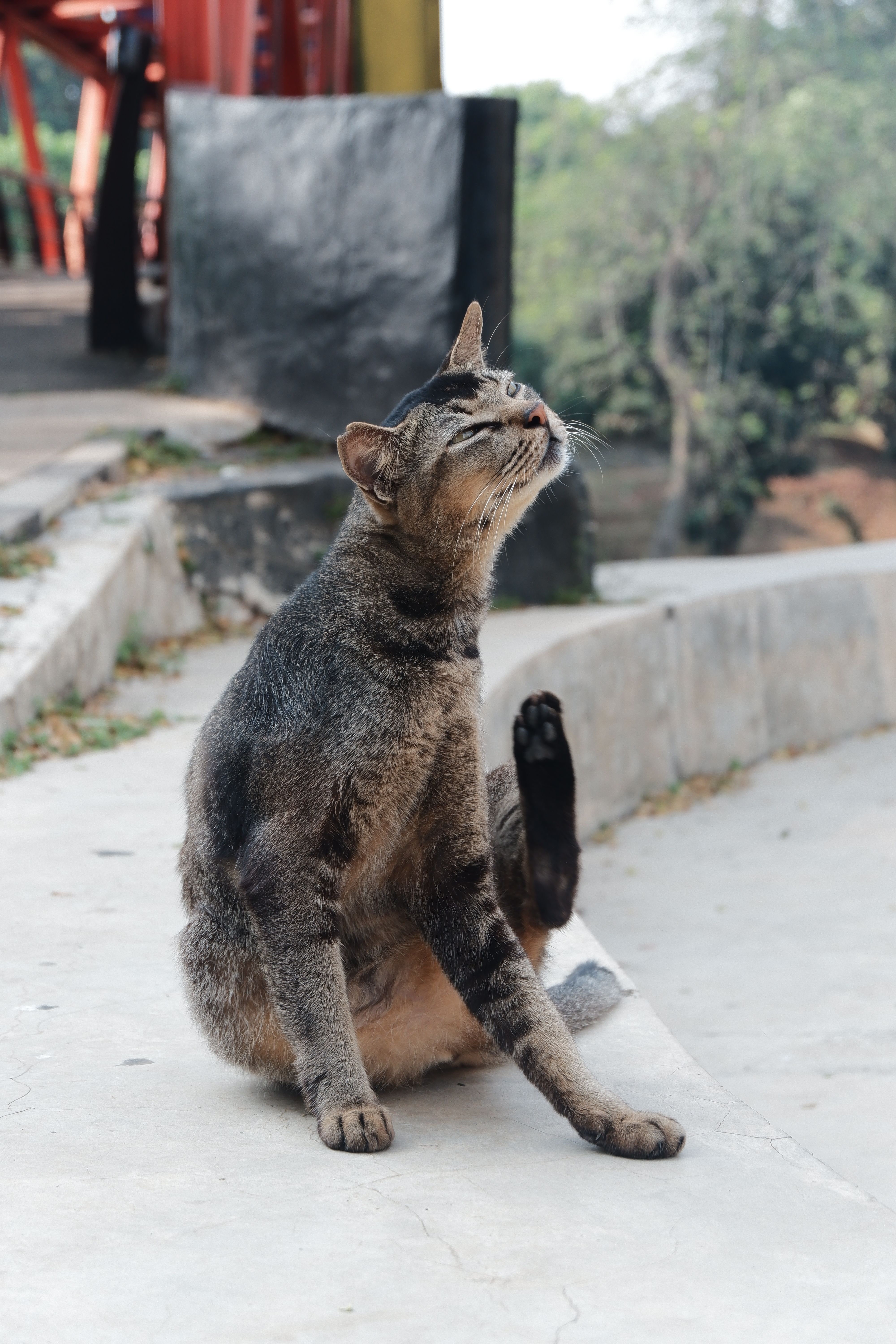 Dış ortamda kendini kaşıyan tekir kedi