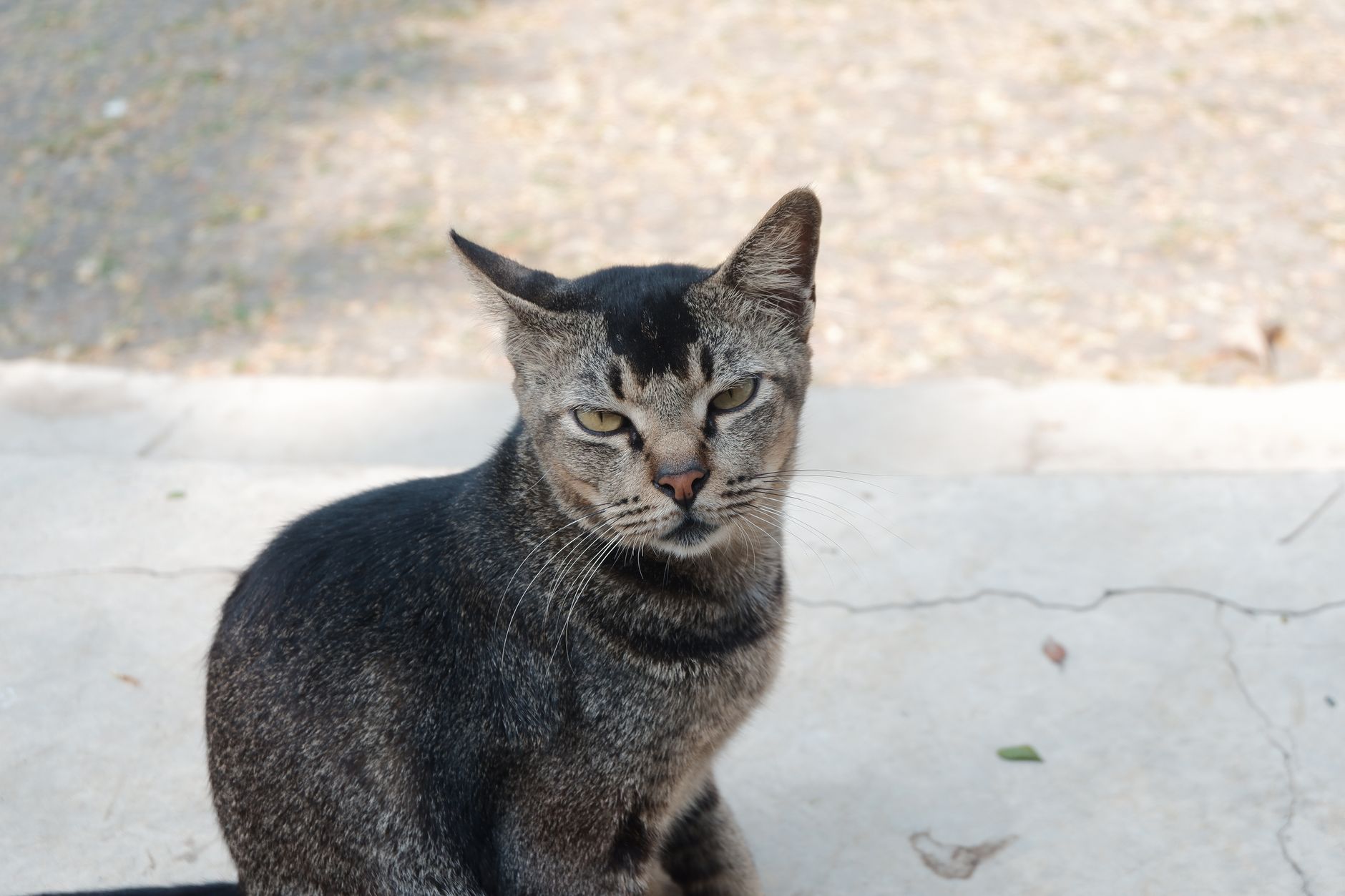 Veterinary care for a cat