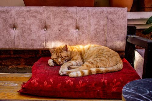 Free A ginger cat sleeps peacefully on a red cushion in Istanbul, Turkey. Relaxation at its finest. Stock Photo
