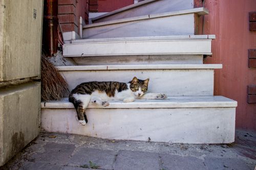 Free A relaxed cat lounges on marble steps in a charming Istanbul street. Stock Photo