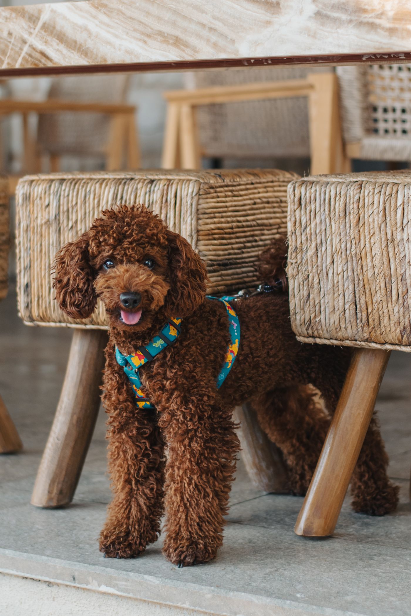 Brown poodle wearing a colorful pet harness indoors