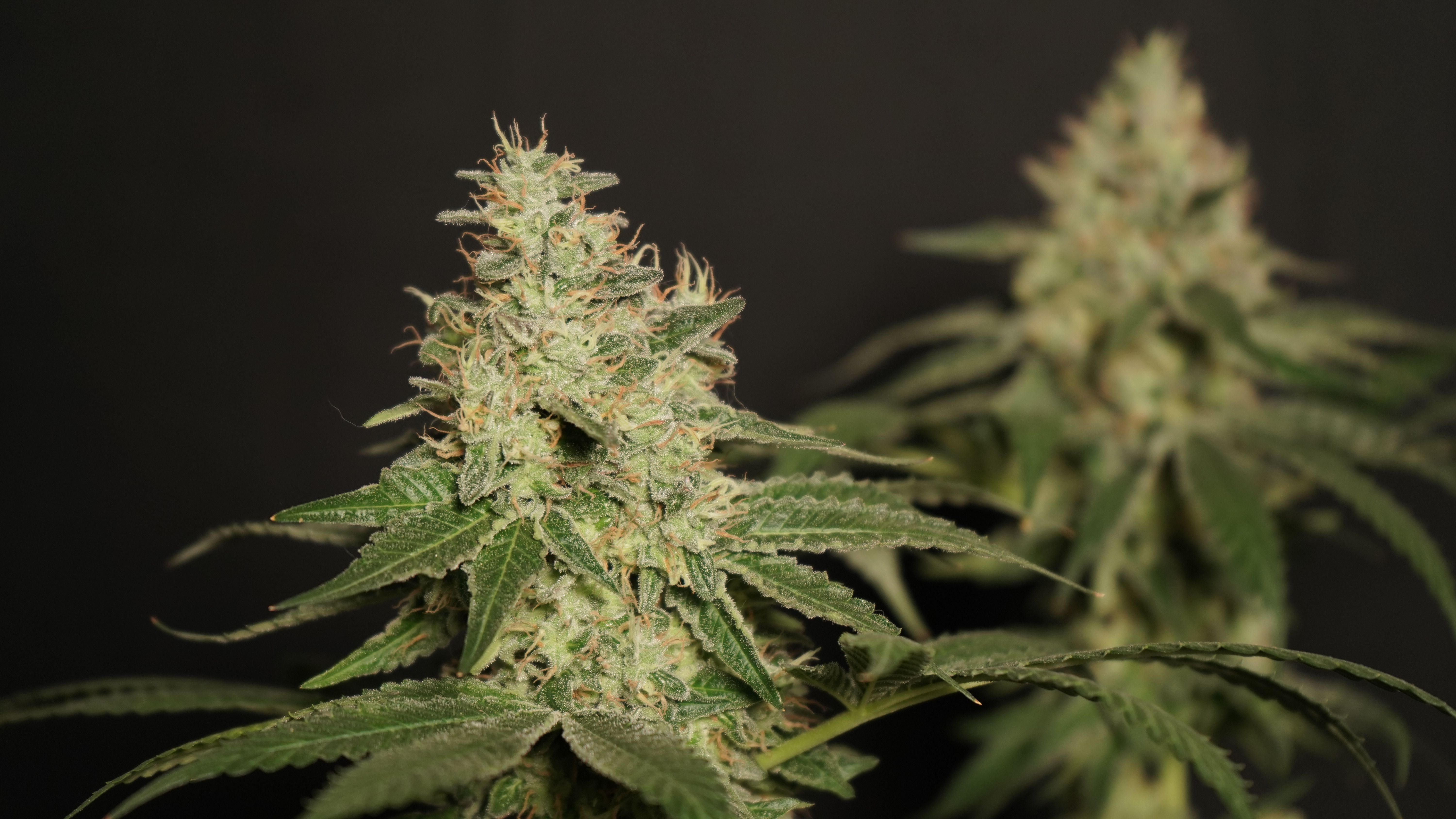 Detailed close-up of cannabis plants showing trichomes. Ideal for horticulture and botanical studies.