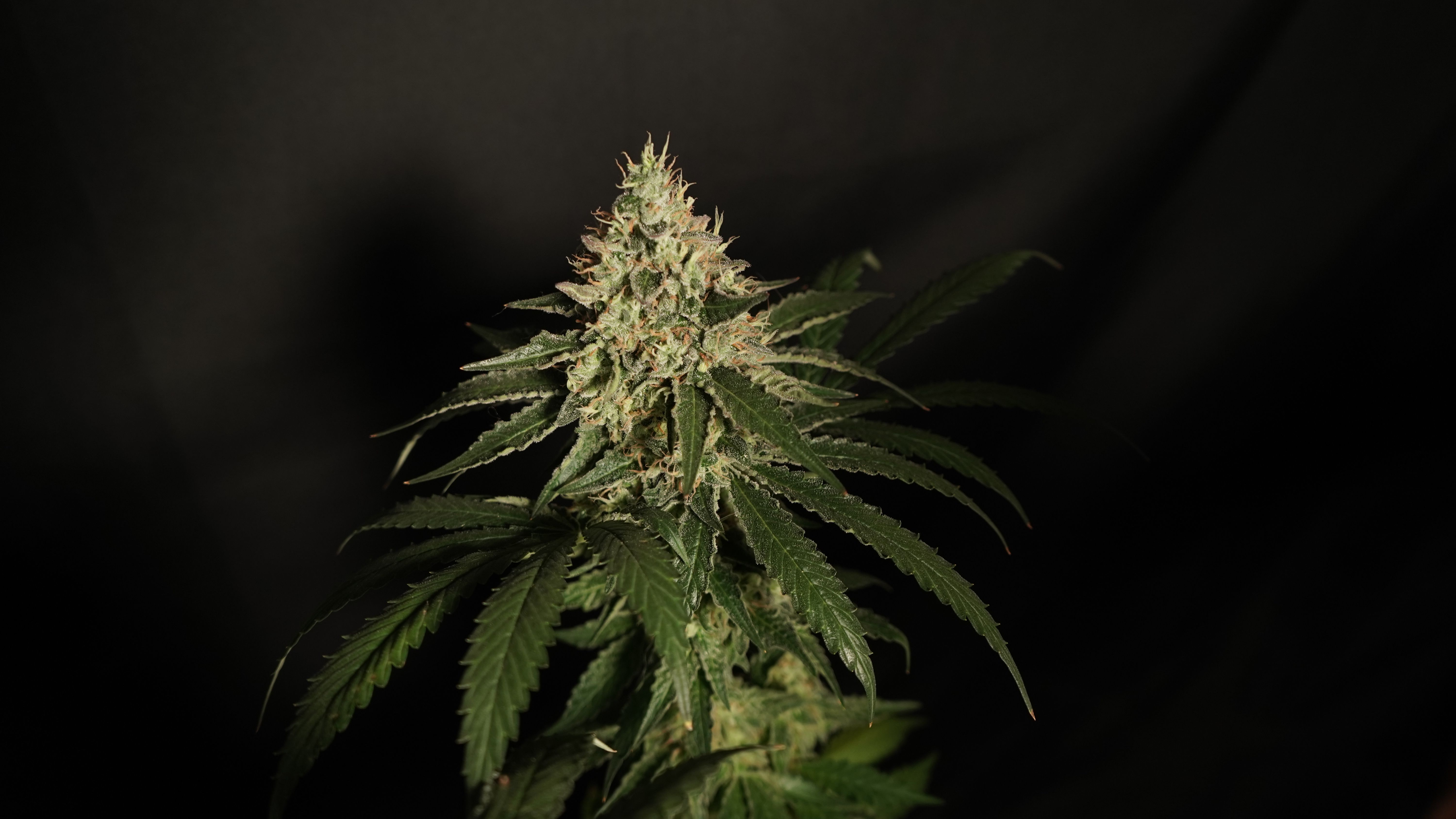 Detailed photograph of a cannabis plant in bloom showing rich green leaves and trichomes.