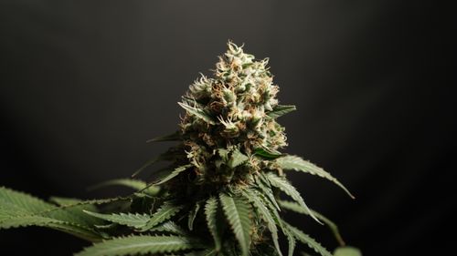 Free Detailed close-up of a cannabis bud showcasing trichomes and green leaves against a black background. Stock Photo