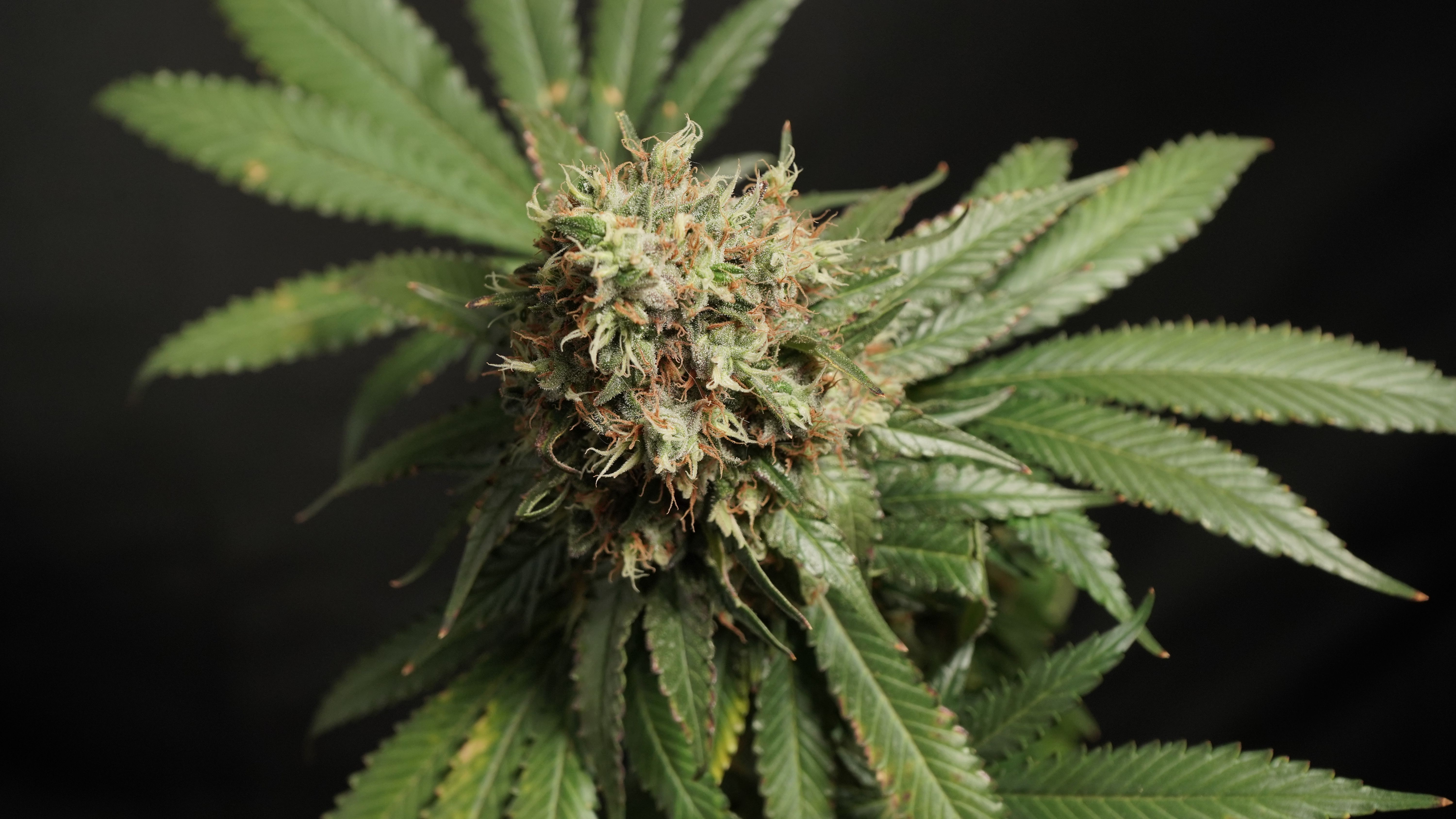 Detailed view of a cannabis plant in bloom, featuring green leaves and buds with trichomes, against a black background.