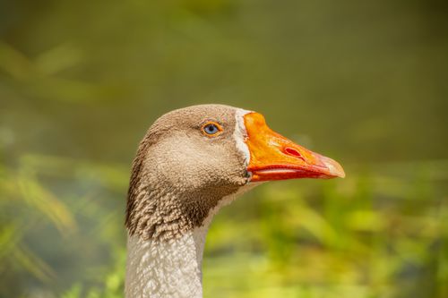 Free Vivid portrait of a domestic goose with orange beak set against a natural, sun-dappled background. Stock Photo