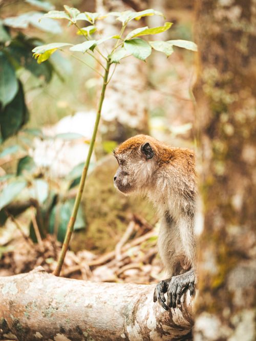 Free A macaque monkey sits on a tree in a lush tropical jungle environment. Stock Photo