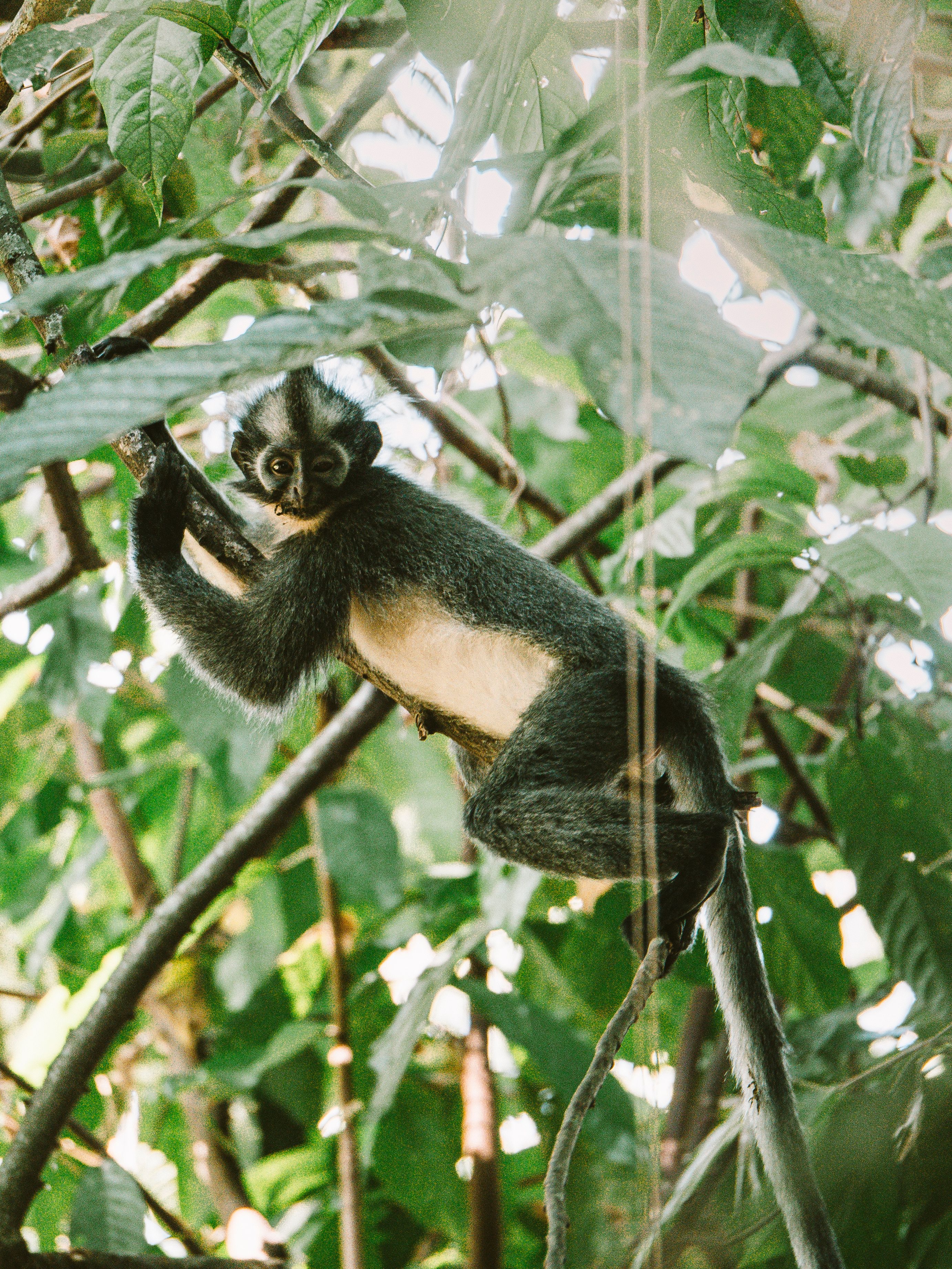 Young monkey swinging in vibrant green tropical forest, symbolizing wildlife and nature.