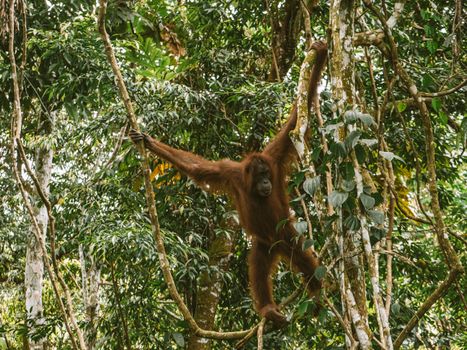 Kinabatangan river wildlife cruise — Borneo