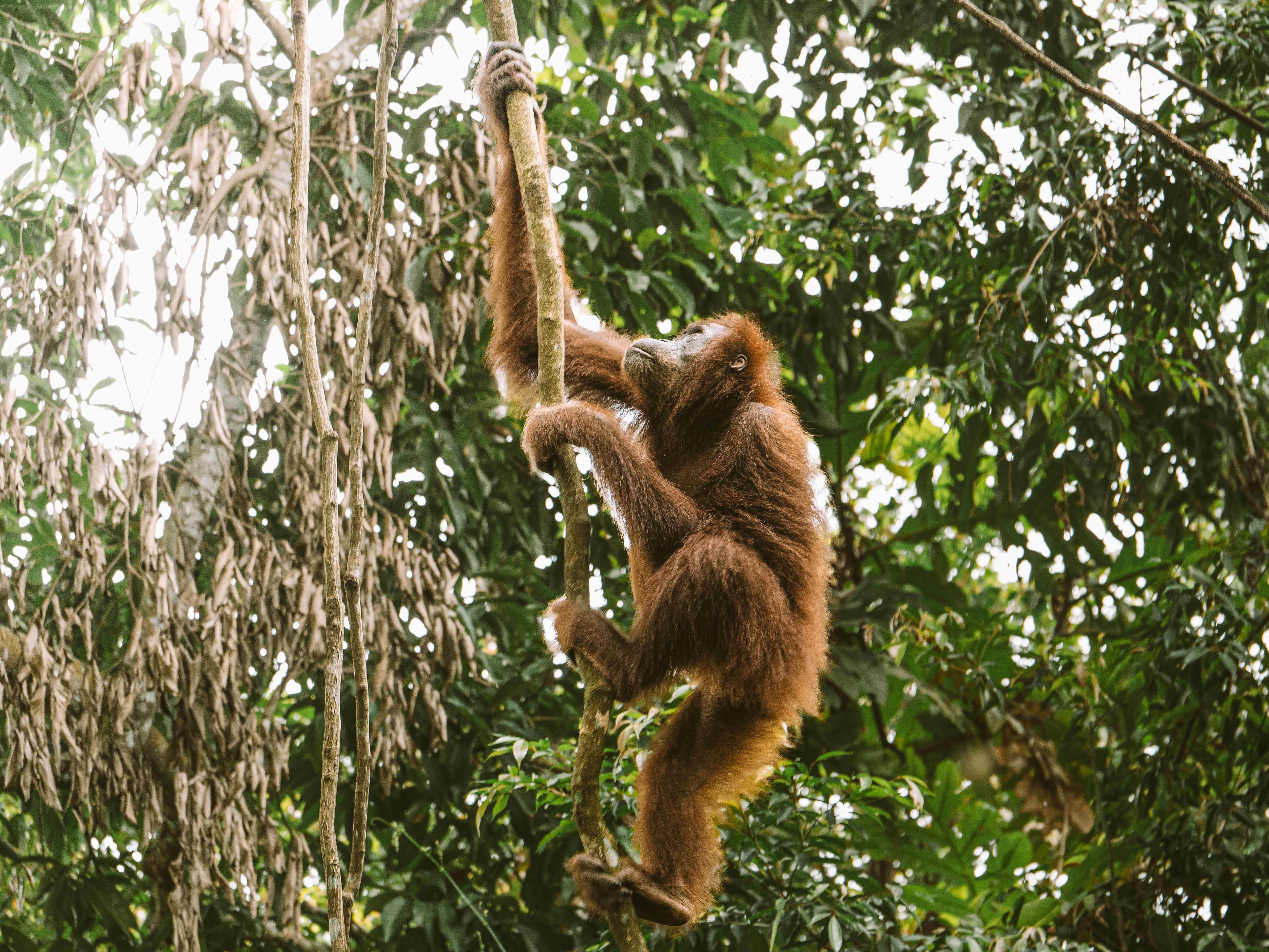Orangutan climbing in vibrant rainforest surroundings, capturing the essence of tropical wildlife.