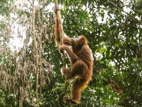 Orangutan climbing in vibrant rainforest surroundings, capturing the essence of tropical wildlife.