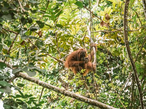 Gomantong caves bird's nest tour — Borneo