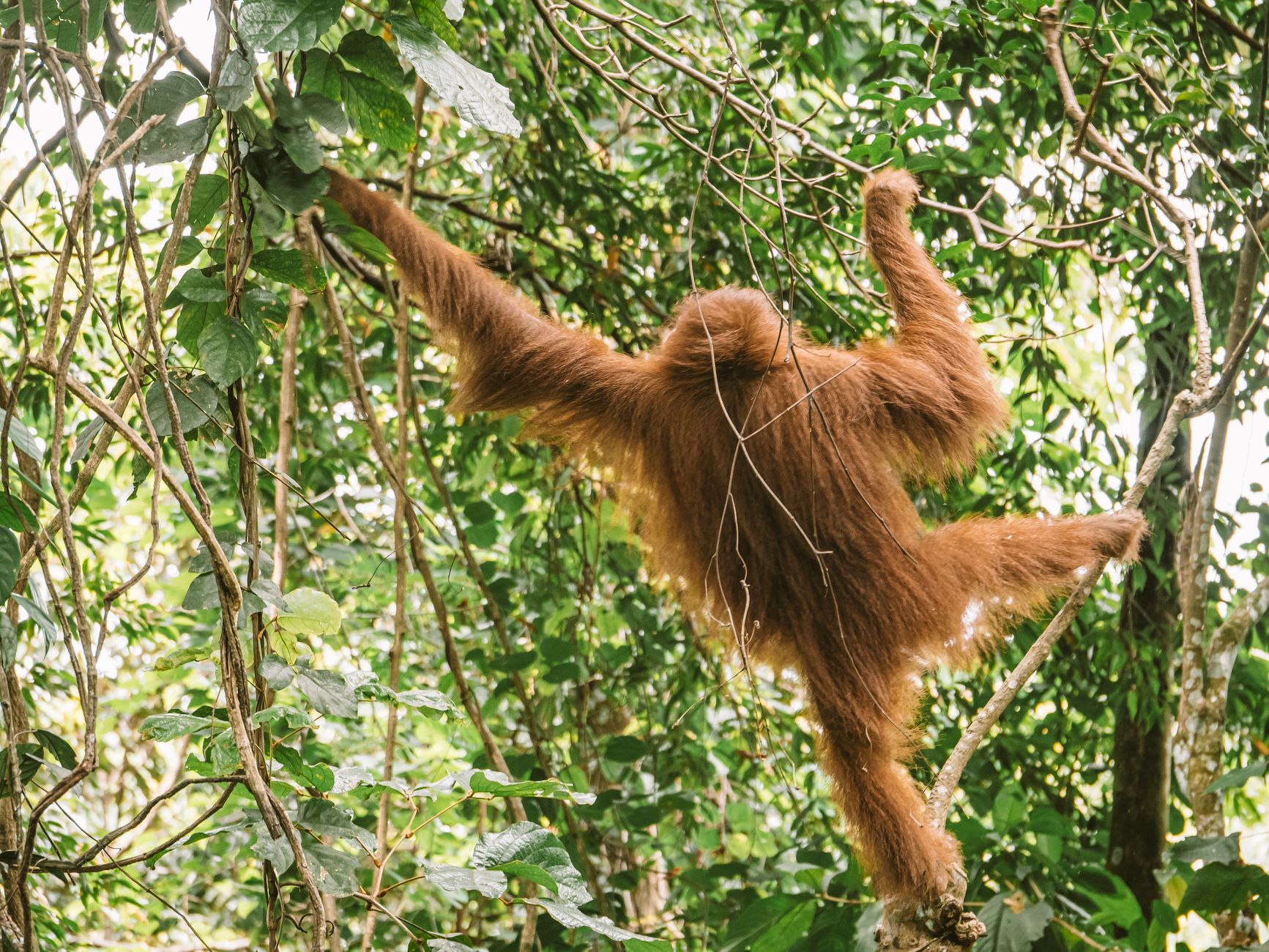Borneo, Malaysia