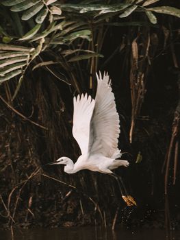A graceful egret takes flight over a jungle stream, surrounded by lush tropical foliage.