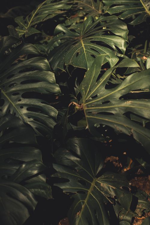 Free Dark, moody capture of Monstera plants highlighting their unique leaf structure. Stock Photo