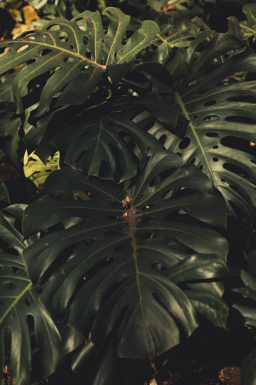 Free Dense cluster of Monstera deliciosa leaves capturing the essence of urban nature in São Paulo. Stock Photo