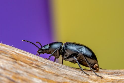 Free Macro image of a shiny black beetle on a wooden surface with a colorful blurred background. Stock Photo