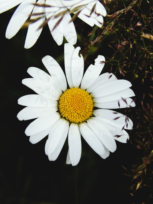 Free A detailed view of a vibrant white daisy flower in natural surroundings, Trentino-Alto Adige. Stock Photo