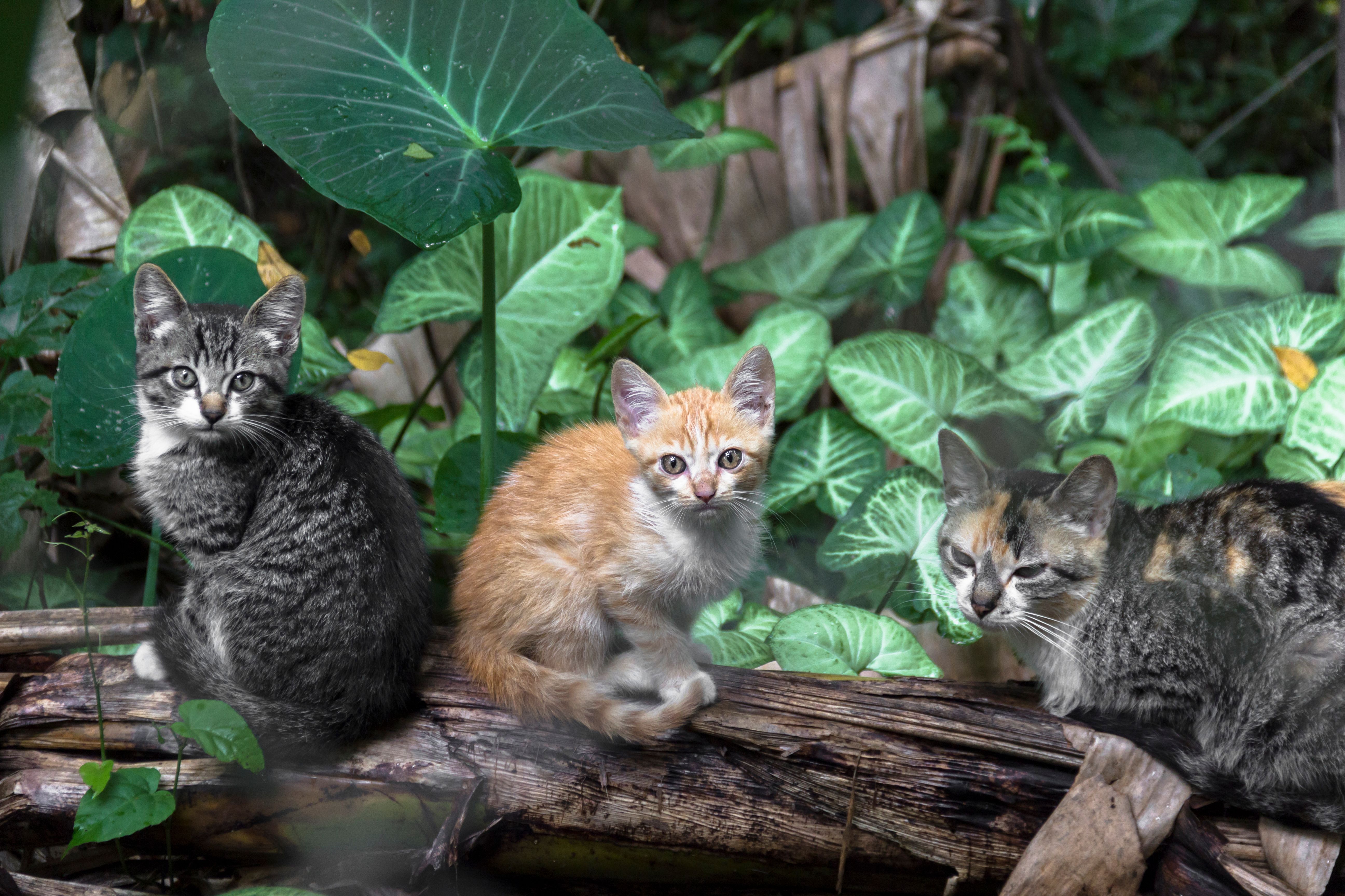 Veterinary care for a cat