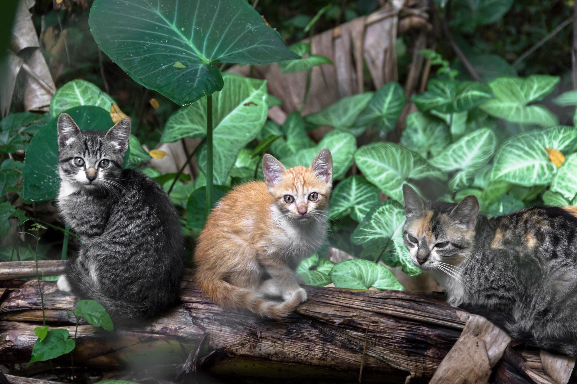 Veterinary care for a cat