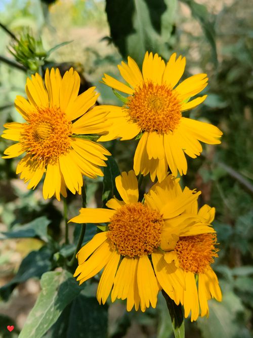 Free Close-up of vibrant yellow wildflowers in Saudi Arabia, highlighting natural beauty. Stock Photo