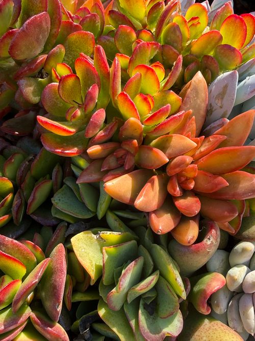 Free Bright and colorful succulents basking in sunlight, showcasing vibrant hues of green and orange leaves. Stock Photo