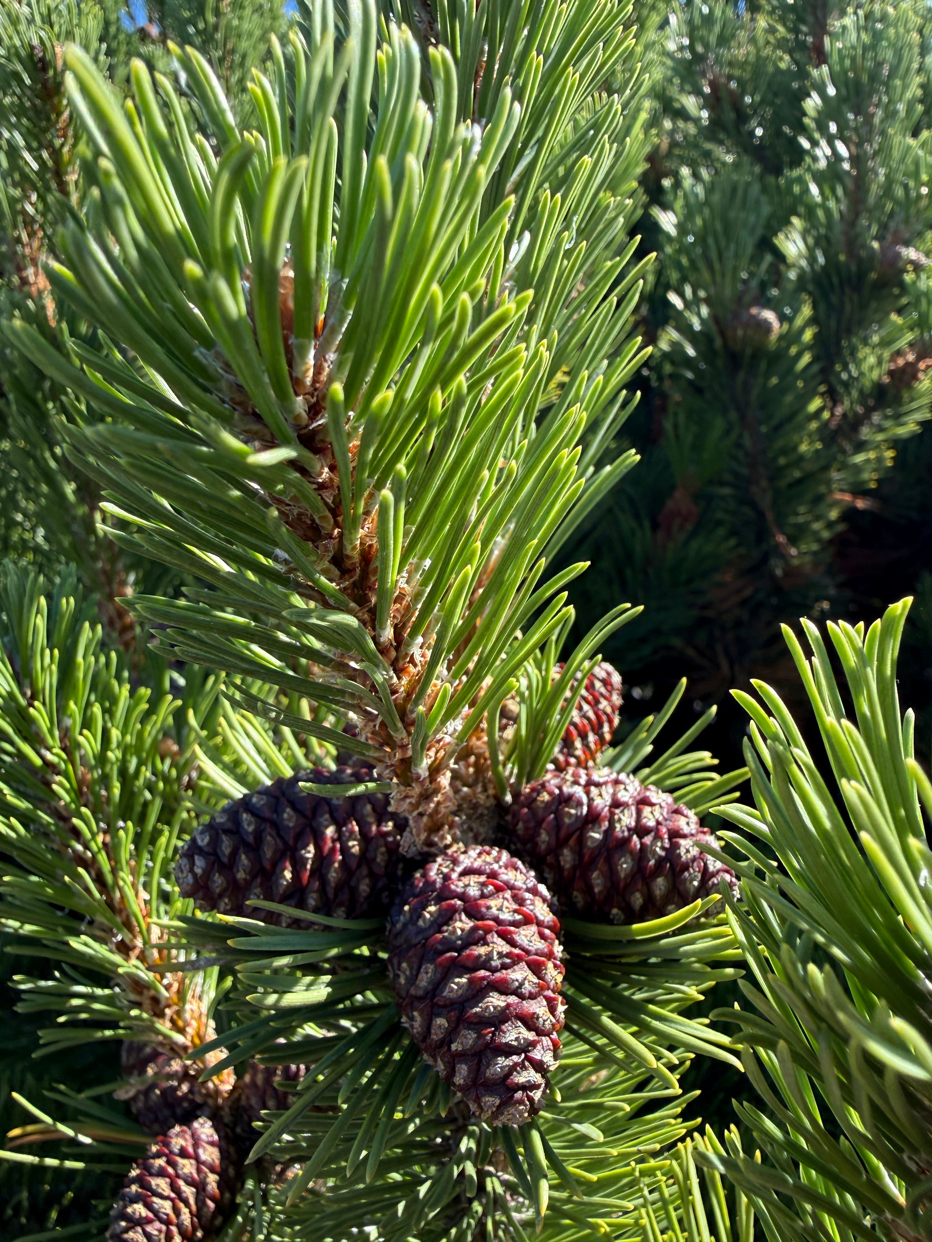 Detailed view of a pine branch laden with cones and green needles under sunlight.