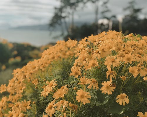 Free Yellow Flowers In Tilt Shift Lens Stock Photo