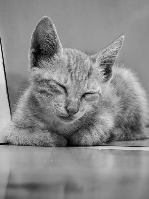 Free A serene black and white photo of a sleeping kitten. Perfect for cat lovers. Stock Photo