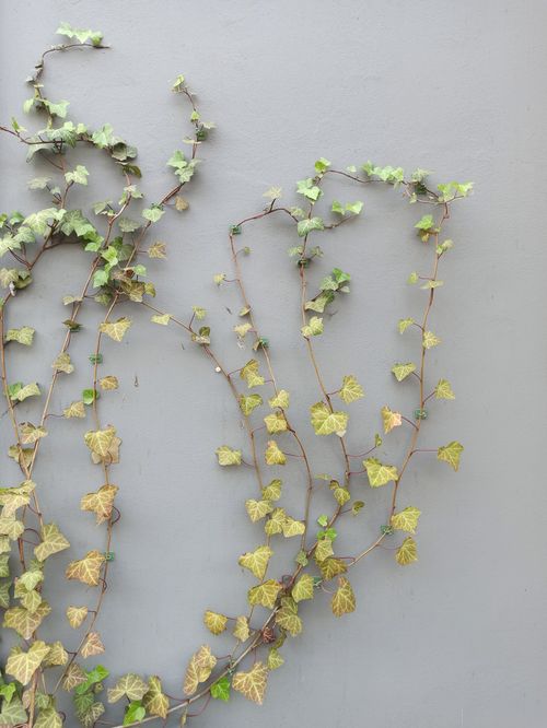 Free Elegant ivy vines creeping across a plain gray wall, showcasing nature's adaptability. Stock Photo