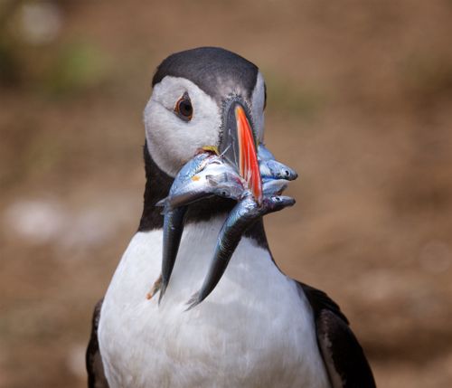 Free Atlantic puffin with fish in its beak, showcasing vivid colors and natural wildlife setting. Stock Photo