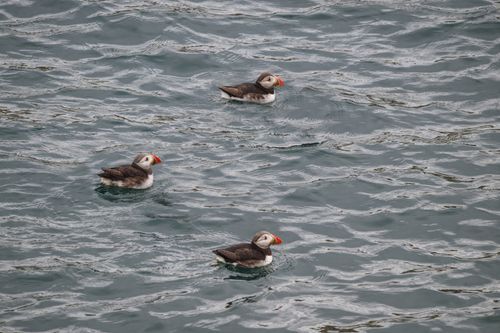 Free Three Atlantic puffins gracefully floating on the ocean's surface, showcasing their colorful beaks and plumage. Stock Photo