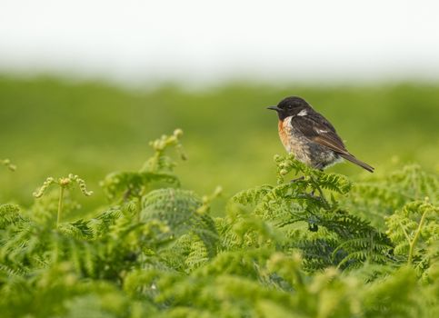 A male European Stonechat bird perched on vibrant green ferns in a natural habitat.